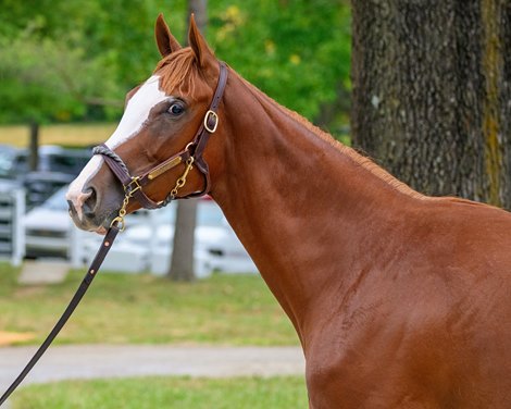 Hip 150, a Munnings half sister to Ted Noffey