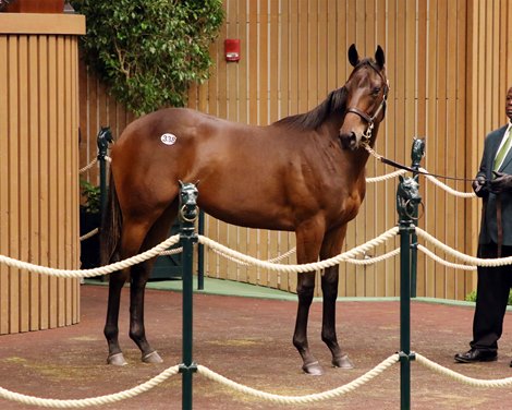 Hip 338, 2025 Keeneland September Yearling Sale