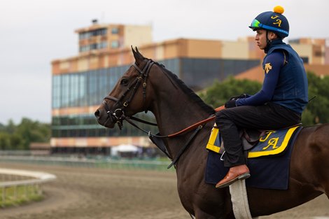 Cotillion Stakes contender Scottish Lassie gallops with exercise rider Yenuel Castro on the track at Parx Racing in Bensalem, PA on Wednesday morning September 17, 2025.  Photo By Taylor Ejdys/EQUI-PHOTO.
