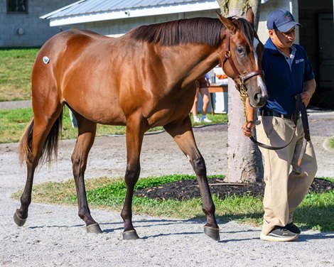 Hip 1843 filly by War Front out of Azaelia at Mill Ridge, agent<br>
Keeneland September Yearling Sale at Keeneland in Lexington, Ky., on Sept. 12, 2025.