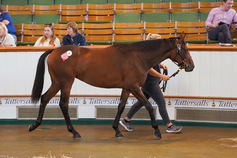 Lot 39, 2025 Tattersalls Somerville Yearling Sale