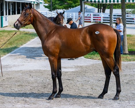Hip 193, a colt by Flightline, consigned by Stonehaven Steadings at Keeneland's September Yearling Sale
