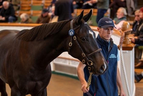 Lot 69 No Nay Never (USA) / Bufera (IRE) B.F. (IRE)       Brian O'Rourke Bloodstock    David Ingordo for Determined Stables    540,000<br>
Tattersalls Yearling Sale<br>
Book 1<br>
07OCT25