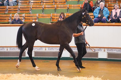 Lot 266 No Nay Never (USA) / Millisle (IRE) Br.C. (IRE)Watership Down StudM V Magnier & White Birch Farm1,700,000 Tattersalls October Yearling Sale Book 1 08/10/2025