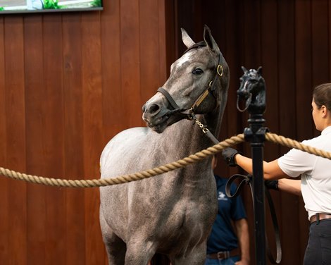 2025 OBS October Yearling Sale, Hip 480