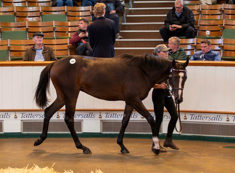Lot 498 Frankel (GB) / Ville de Grace (GB) B.F. (GB)    Watership Down Stud    Juddmonte    1,500,000<br>
Tattersalls Yearling Sale<br>
Book 1<br>
09OCT25