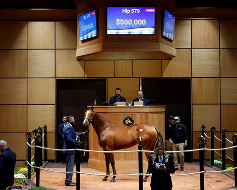 The Into Mischielf colt, consigned as Hip 579 in the ring