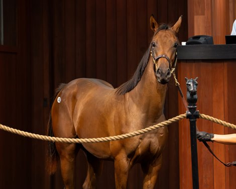 2025 OBS October Yearling Sale, Hip 148