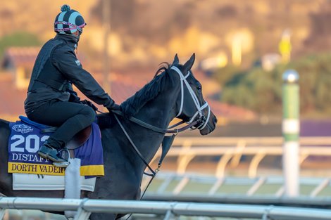 Breeders’ Cup Distaff entrant Dorth Vader checks out the track at the Del Mar Thoroughbred Club Wednesday Oct. 29, 2025 in San Diego, California.   Photo by Skip Dickstein