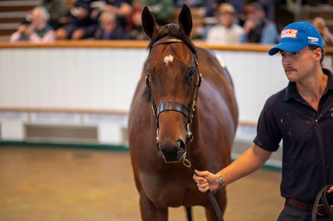 Lot 67 Blue Point (IRE) / Boston Rocker (IRE) B.C. (IRE)     Ballyhimikin Stud, Ireland    Godolphin    1,000,000<br>
Tattersalls Yearling Sale<br>
Book 1<br>
07OCT25