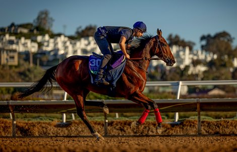 Goliath gallops in preparation for the Breeders’ Cup Turf at Del Mar Racetrack in Del Mar, CA on October 29, 2025. Photo By: Alex Evers