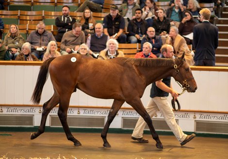 Lot 15 Frankel (GB) / Aljazzi (GB) B.C. (GB)    Newsells Park Stud Ltd.    Amo Racing    3,600,000<br>
Tattersalls Yearling Sale<br>
Book 1<br>
07OCT25