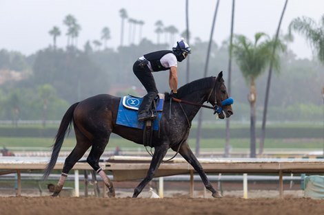 Johannes after his workout at Santa Anita Park on October 25, 2025.