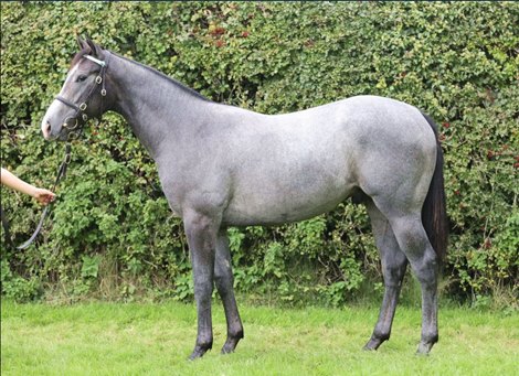 2025 Tattersalls October Yearling Sale, Lot 11