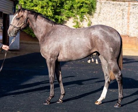 2025 Tattersalls October Yearling Sale, Lot 463