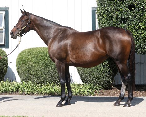 Hip 232, 2025 Fasig-Tipton October Digital Sale