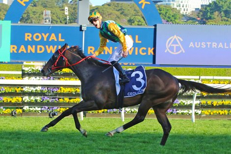 Ceolwulf wins the 2025 King Charles III Stakes at Randwick Racecourse ridden by Chad Schofield and trained by Joe Pride