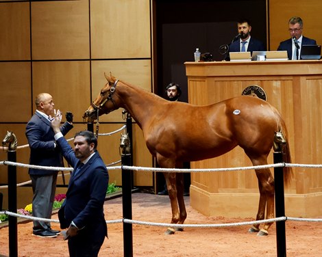 Hip 296, Fasig-Tipton October Sale 2025