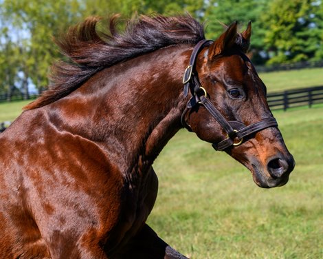 Candy Ride<br>
Twirling Candy and his sire Candy Ride plus other stallions at Lane’s End Farm near Versailles, Ky.,  on Oct. 10, 2025.