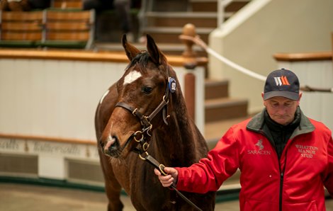 Lot 932 Frankel (GB) / Sunday Star (GB) B.C. (GB)    Whatton Manor Stud    SackvilleDonald    700,000<br>
Tattersalls December Foal Sale<br>
28NOV25