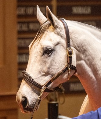 HIP 220, Streak of Luck by Old Fashioned out of Revealing Moment tops the sale at the Fasig-Tipton November Sale with a bid of $6.2M was consigned by Taylor Made Agent for the Complete Dispersal of Peter Redekop B.C. Ltd Nov. 3 2025 in Lexington, KY.  Photo BY ©Anne Eberhardt.