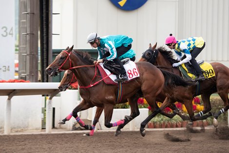 Hugh Bowman has ridden Romantic Warrior in a series of recent barrier trials