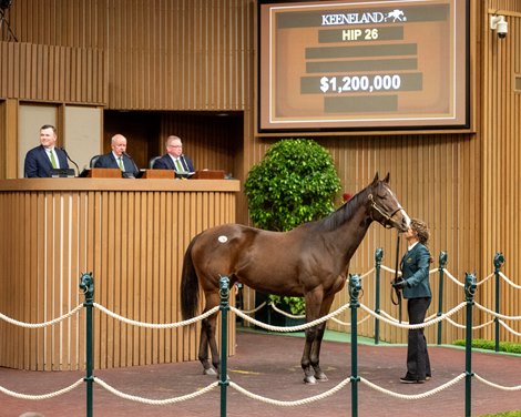 HIP 26, Almostgone Rocket by Into Mischief out of Bound and consigned by Elite as Agent goes through the ring bringing $1.2M at the Keeneland November Breeding Stock sale Tuesday Nov. 4 2025 in Lexington, KY.  Photo BY ©Anne Eberhardt.