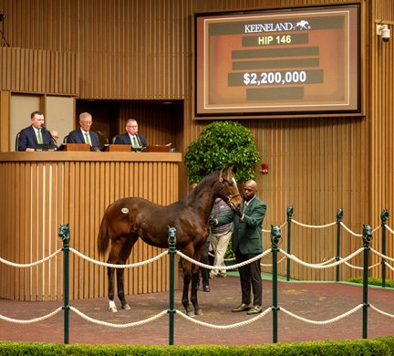 HIP 146, weanling colt by Gun Runner out of Nickname from the Denali Stud consignment goes through the ring at $2.2M at the Keeneland November Breeding Stock sale Tuesday Nov. 4 2025 in Lexington, KY.  Photo BY ©Anne Eberhardt.