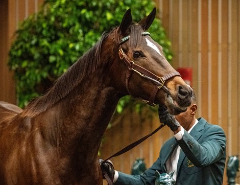 HIP 107, Justice a mare by Justify out of Grazie Mille from the Lane’s End consignment goes through the ring at $2M at the Keeneland November Breeding Stock sale Tuesday Nov. 4 2025 in Lexington, KY.  Photo BY ©Anne Eberhardt.