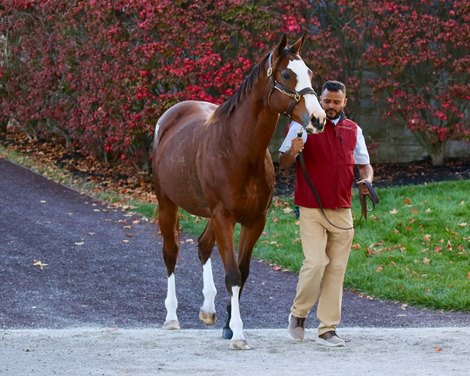Hip 93, 2025 Keeneland November Sale