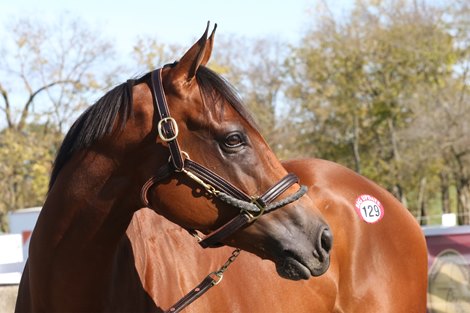 Hip 129, 2025 Keeneland November Sale
