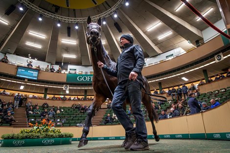 2025 Goffs November Breeding Stock Sale, Lot 1164