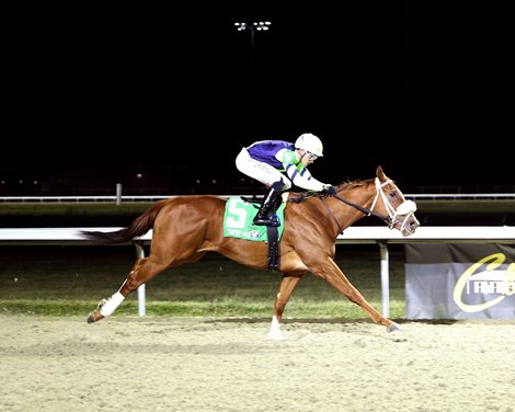 Lockstocknpharoah, Maiden Win, Turfway Park, December 19 2025