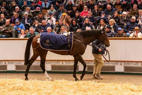 Lot 1734 Porta Fortuna (IRE) 2021 B/Br.F. BY Caravaggio (USA) EX Too Precious (IRE)   121HITTaylor Made Sales AgencyM V Magnier4,500,000 Tattersalls December Mare Sale 01/12/2025