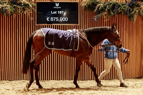 2025 Arqana December Breeding Stock Sale, Lot 187<br>
Arqana, Deauville, 06/12/2025, photo: Zuzanna Lupa