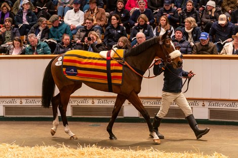 Lot 1723 Survie (IRE) 2021 B.F.  BY Churchill (IRE) EX Sotteville (FR)   114HITNicolas Clement & Frauke HermansM V Magnier1,900,000 Tattersalls December Mare Sale 01/12/2025