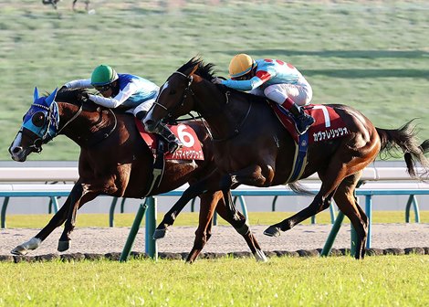 Admire Quads wins the 2025 Daily Hai Nisai Stakes