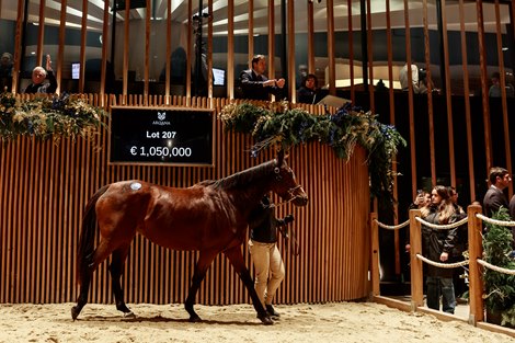 2025 Arqana December Breeding Stock Sale, Lot 207<br>
Arqana, Deauville, 06/12/2025, photo: Zuzanna Lupa