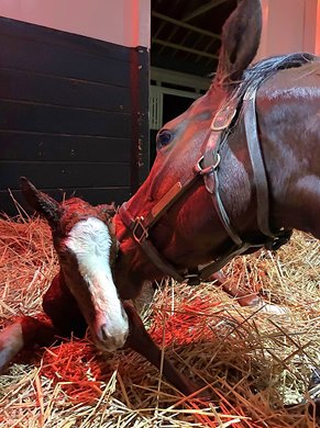 Gainesway's Charge It was represented by his first two reported foals Jan. 5, 2026, a colt born at Machmer Hall and this filly born at Darby Dan Farm.