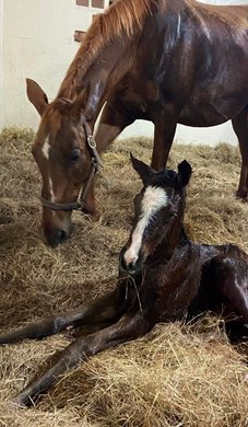 Taken by the Wind as a foal at Courtney Meagher's farm near Citra, Fla.