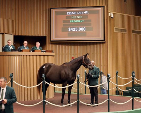 Hip 596, 2026 Keeneland January Sale