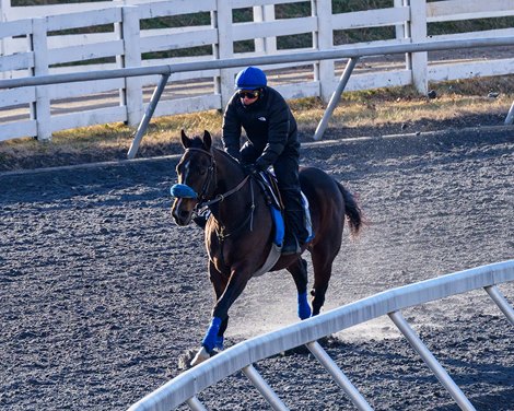 Sovereignty with Antonio Castanon training at Keeneland Sovereignty and other Godolphin trainnees at the Keeneland division under Johnny Burke in Lexington, Ky., on Dec. 30, 2025.
