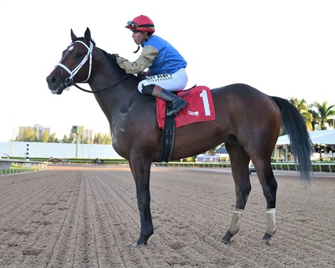 Commandment wins the 2026     Mucho Macho Man Stakes at Gulfstream Park