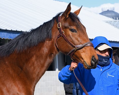 Flawless Quality, consigned as Hip 706, by Paramount Sales, agent