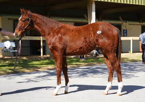 The Jackie's Warrior colt, consigned as Hip 36 by Baldwin Bloodstock, agent