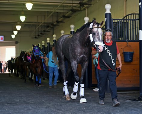 Napoleon Solo - Paddock Schooling - GP - 022226