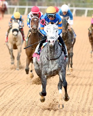Haulin Ice wins the 2026 Downthedustyroad Breeders' Stakes at Oaklawn Park