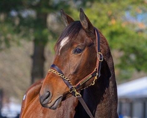 Mia's Mom, consigned as Hip 397 by Buckland Sales Agency (Zach Madden)