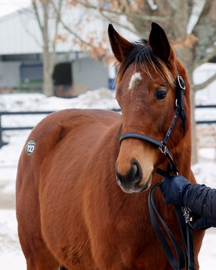 The Into Mischief filly out of Ava's Grace, consigned as Hip 127