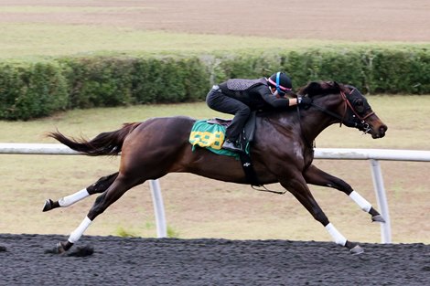 Hip 598 works 1/8 in 9.3, 2026 OBS March Sale